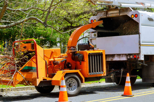 Seasonal Cleanup in Rancho San Diego, CA